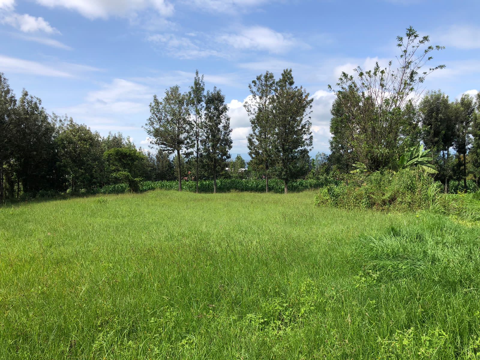 4 acres within upper side of Zaburi area