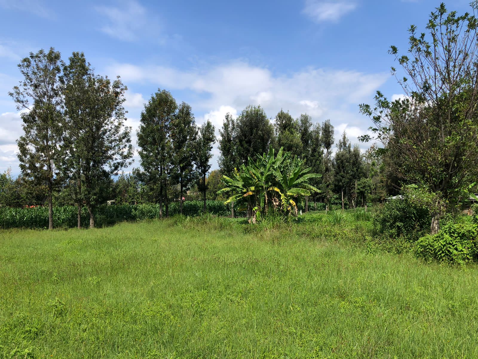 4 acres within upper side of Zaburi area