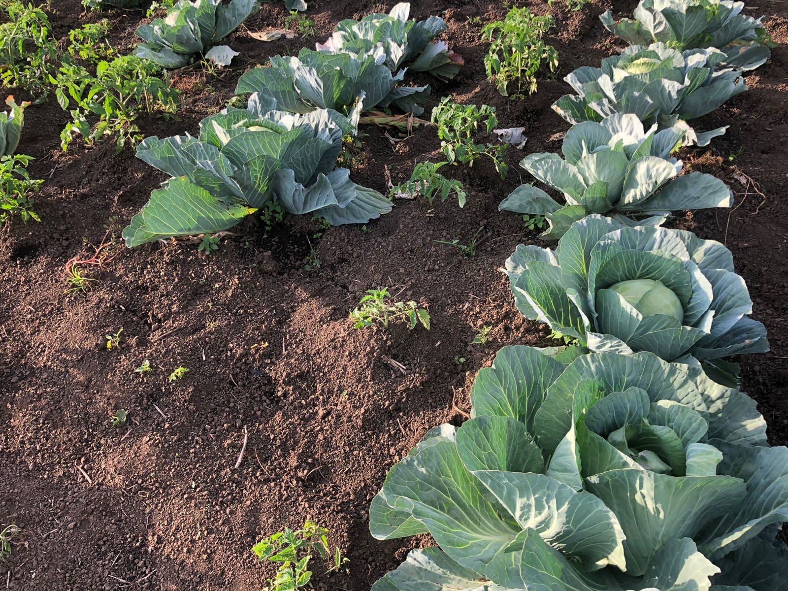 2.8 acres in Mang'u, Nakuru County