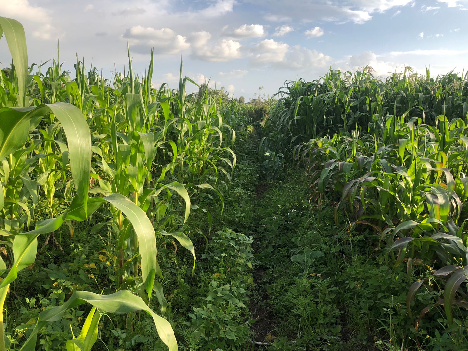 2.8 acres in Mang'u, Nakuru County