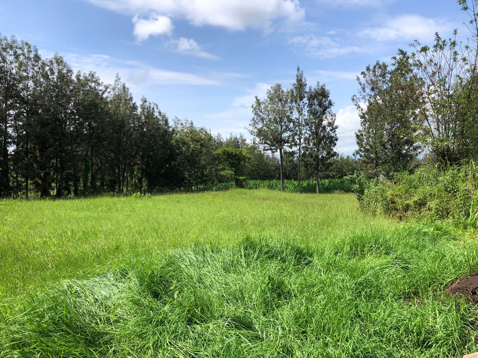 4 acres within upper side of Zaburi area