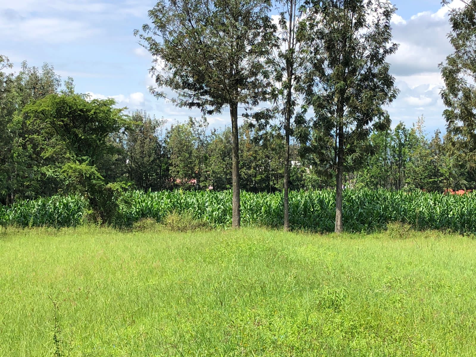 4 acres within upper side of Zaburi area