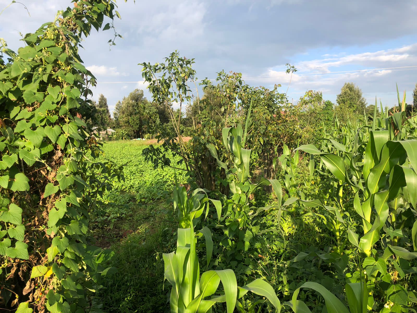 2.8 acres in Mang'u, Nakuru County