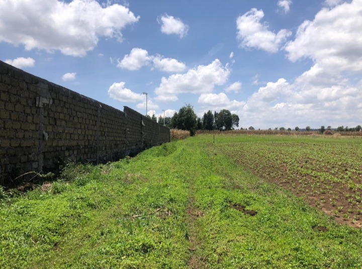 50x100 plots at Sobea