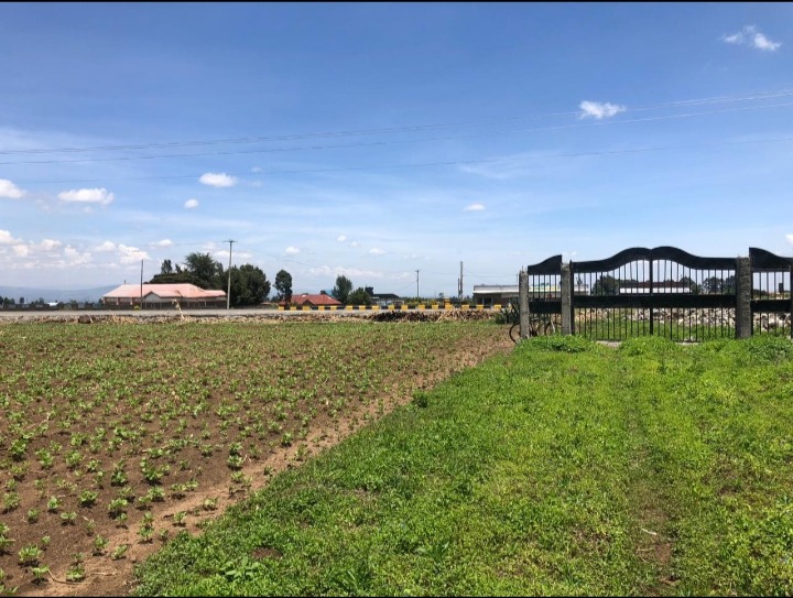 50x100 plots at Sobea